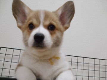 ウェルシュ・コーギー・ペンブローク【長崎県・女の子・2020年10月22日・レッド&ホワイト】の写真「パパはＤＭクリア、ママはＣＨも産んだベテランママ」