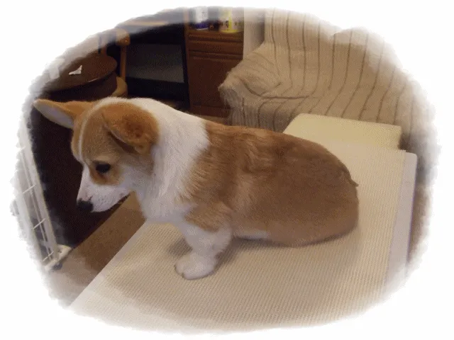 ウェルシュ・コーギー・ペンブローク【長崎県・男の子・2015年11月28日・レッド&ホワイト】の写真2