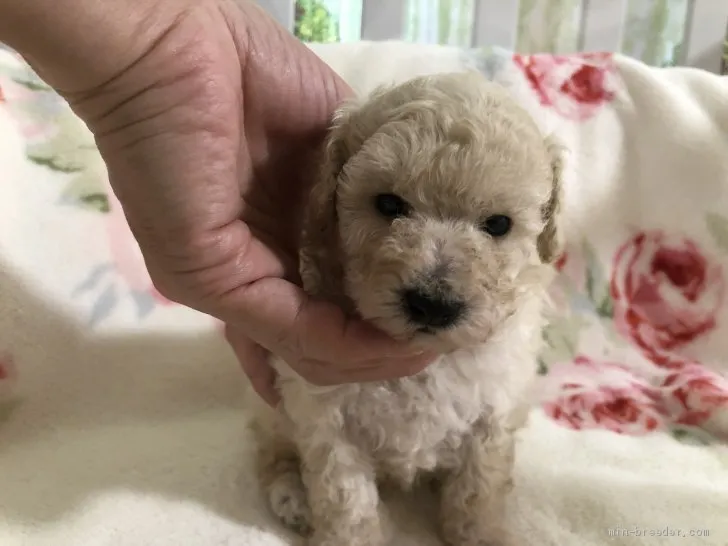 ID:2009-00948の子犬