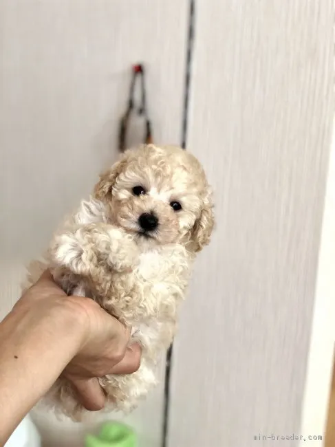 ID：2009-01387の子犬