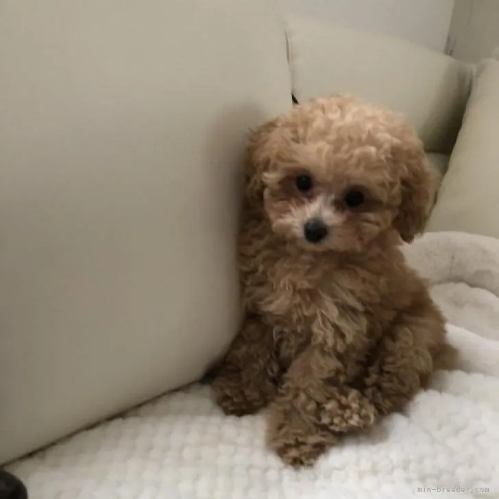 ID:2211-02344の子犬