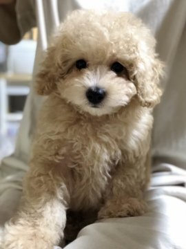 トイプードル(タイニー)【秋田県・男の子・2021年5月3日・アプリコット】の写真「まん丸お目目の可愛い男の子」