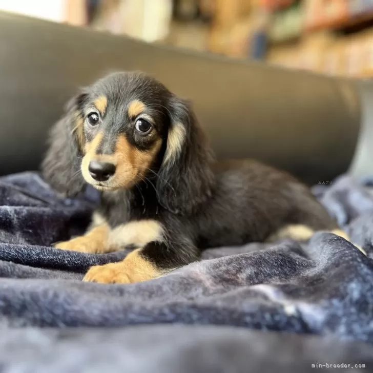 Y.H 様のお迎えした子犬