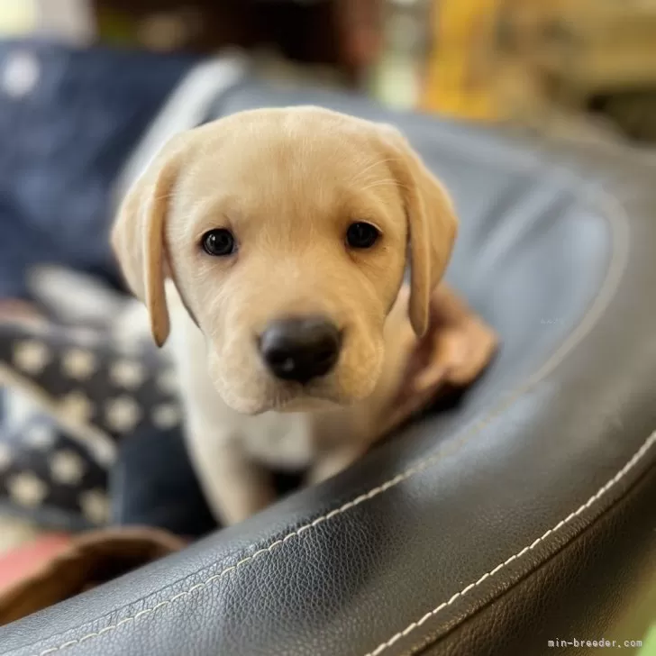 ID：2412-02014の子犬