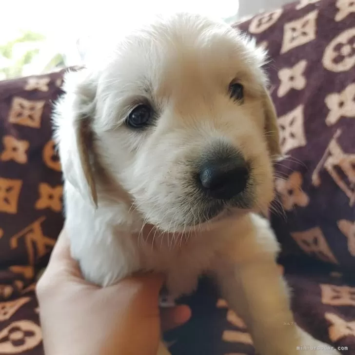 ID：2507-07094の子犬