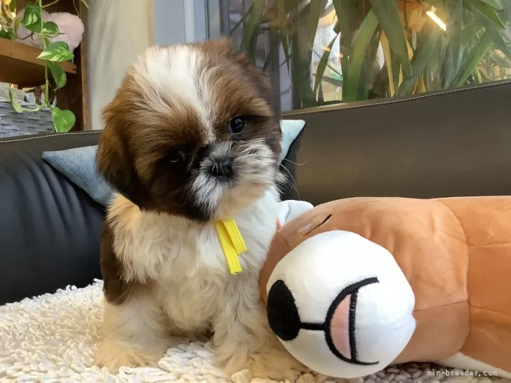 ID:2201-03369の子犬