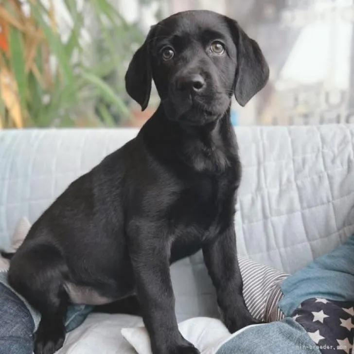 ID：2211-03046の子犬