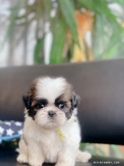 ID:2109-00762の子犬
