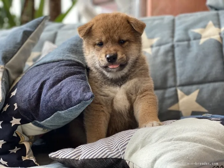 ID：2007-01381の子犬