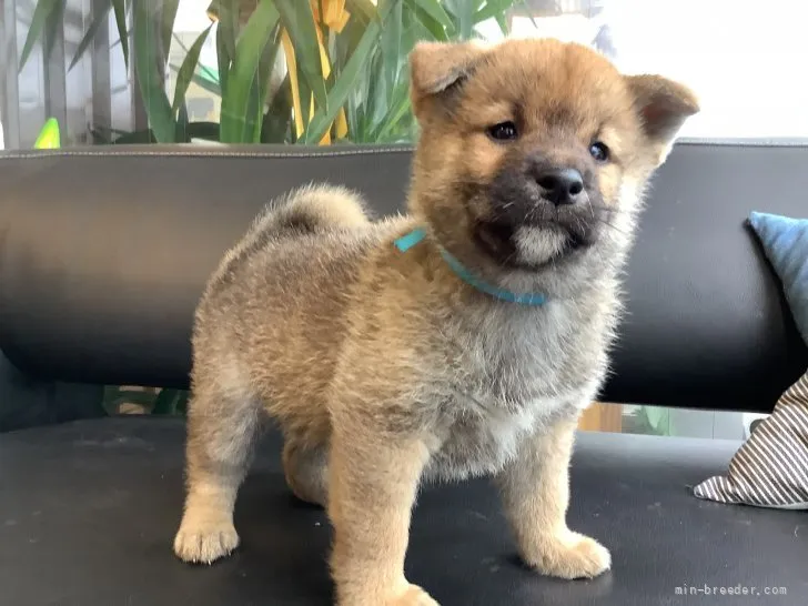 ID：2201-03196の子犬