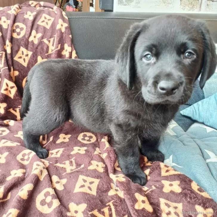 ID：2312-05485の子犬