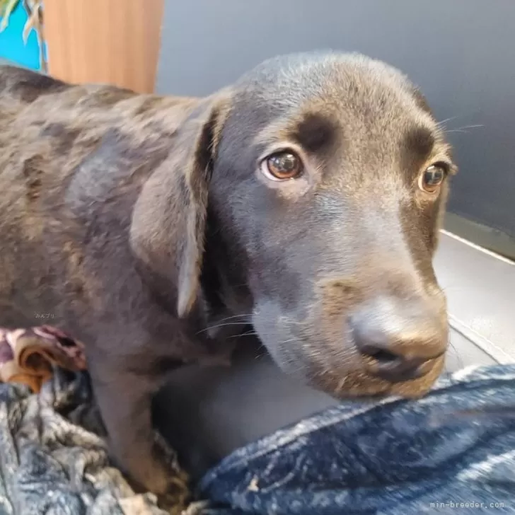 ID：2411-00734の子犬