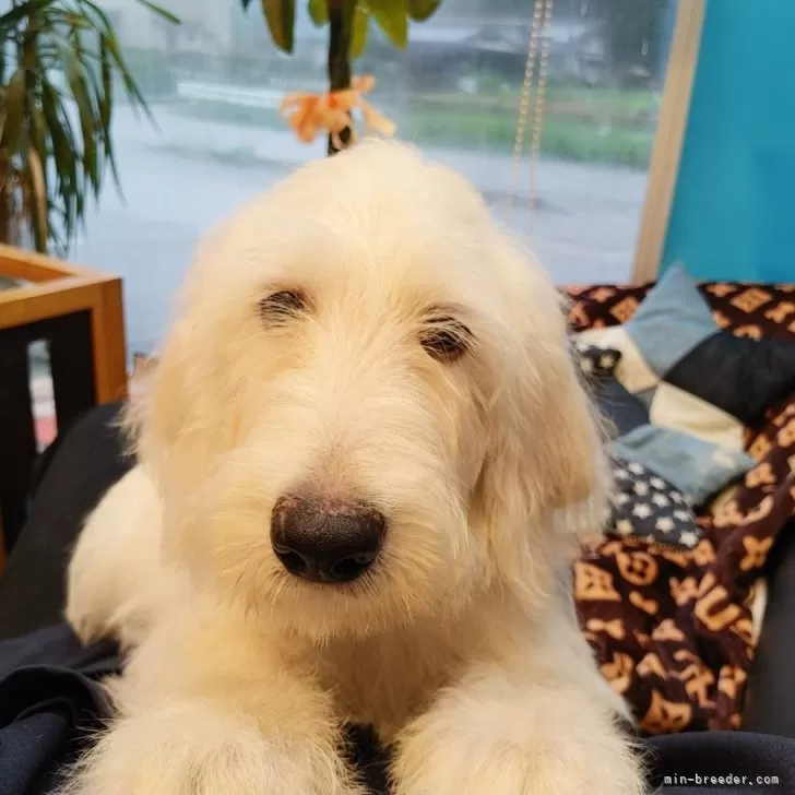 ID：2411-00732の子犬