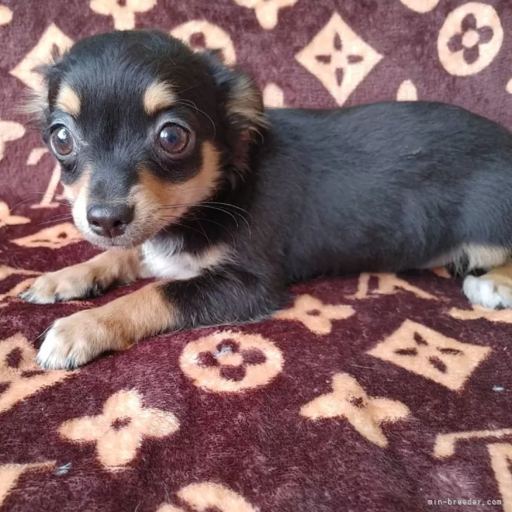 ID:2405-03569の子犬
