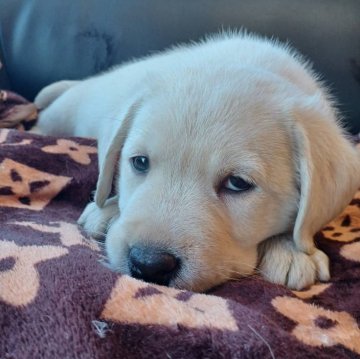 ラブラドールレトリバー【石川県・男の子・2023年11月13日・イエロー】の写真「可愛い、おっとり子犬」