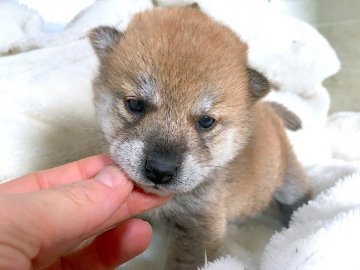 柴犬(豆柴)【石川県・女の子・2019年1月20日・赤】の写真「可愛すぎる(*´▽｀*)ちびっこ」