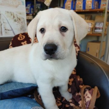 ラブラドールレトリバー【石川県・女の子・2024年1月10日・イエロー】の写真「可愛い、おっとり子犬」