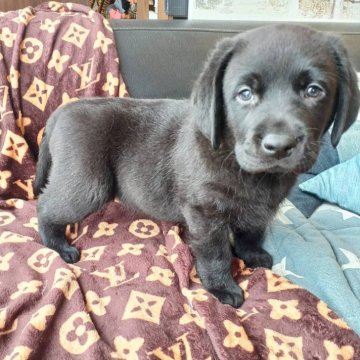 ラブラドールレトリバー【石川県・男の子・2023年11月10日・ブラック】の写真「可愛い、おっとり子犬」