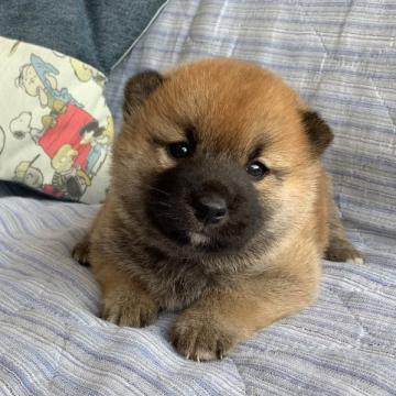 柴犬(標準サイズ)【石川県・男の子・2022年6月14日・赤】の写真「小熊みたいな可愛い子」