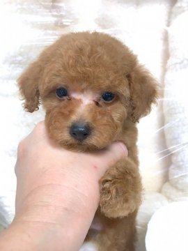 トイプードル(タイニー)【石川県・男の子・2018年8月18日・レッド】の写真「小ぶりでちびっこサイズ。おとなしい子犬」