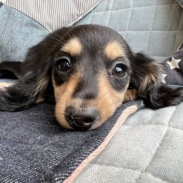 ミニチュアダックスフンド(ロング)【石川県・女の子・2023年1月26日・ブラックタン】の写真「ちびっ子サイズ、オーバーショット」