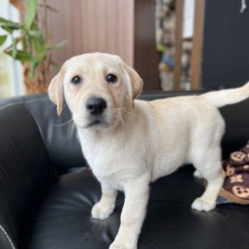 ラブラドールレトリバー【石川県・男の子・2024年1月10日・イエロー】の写真「可愛い、おっとり子犬」