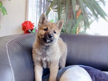 柴犬(標準サイズ)【石川県・男の子・2021年10月21日・赤】の写真「凛々しいながらも可愛い子」