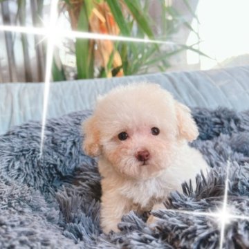 トイプードル(ティーカップ)【石川県・女の子・2022年11月7日・クリーム】の写真「めっちゃちいさいつぶらな子」