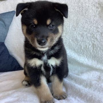 柴犬(標準サイズ)【石川県・男の子・2022年6月19日・黒】の写真「凛々しくイケメン」
