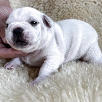 フレンチブルドッグ【和歌山県・男の子・2025年10月13日・クリーム】の写真「父犬アメリカチャンピオン直子」