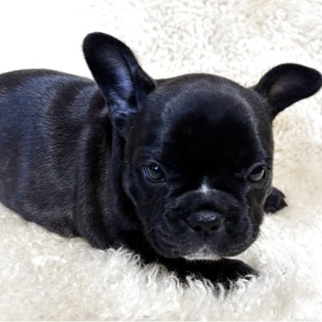 フレンチブルドッグ【和歌山県・女の子・2025年10月13日・ブリンドル】の写真「父犬アメリカチャンピオン直子」