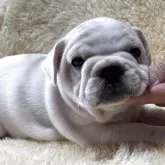 フレンチブルドッグ