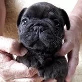 フレンチブルドッグ