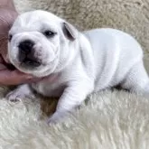 フレンチブルドッグ