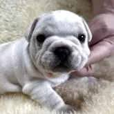 フレンチブルドッグ