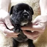 フレンチブルドッグ