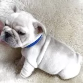 フレンチブルドッグ