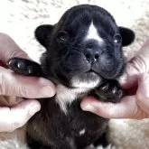 フレンチブルドッグ