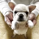 フレンチブルドッグ