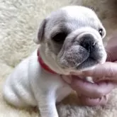 フレンチブルドッグ