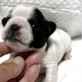 フレンチブルドッグ【和歌山県・女の子・2025年10月13日・パイド】の写真1