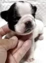 フレンチブルドッグ【和歌山県・女の子・2025年10月13日・パイド】の写真2