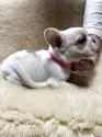 フレンチブルドッグ【和歌山県・女の子・2025年10月13日・パイド】の写真5