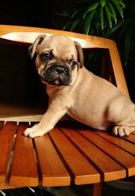 ID:1609-00855の子犬