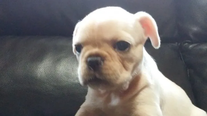 ID:1608-00529の子犬