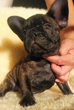 フレンチブルドッグ【和歌山県・男の子・2020年7月21日・ブリンドル (タイガー)】の写真「父犬・母犬もチャンピオン直子優良血統」