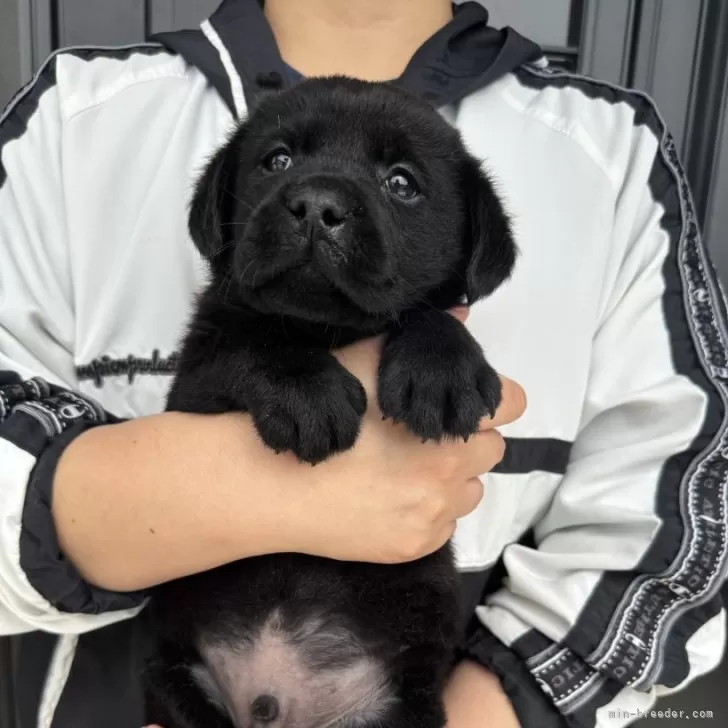 jay forever 様のお迎えした子犬