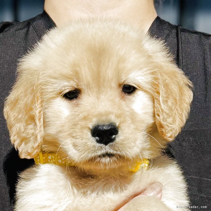 ブリーダー画像