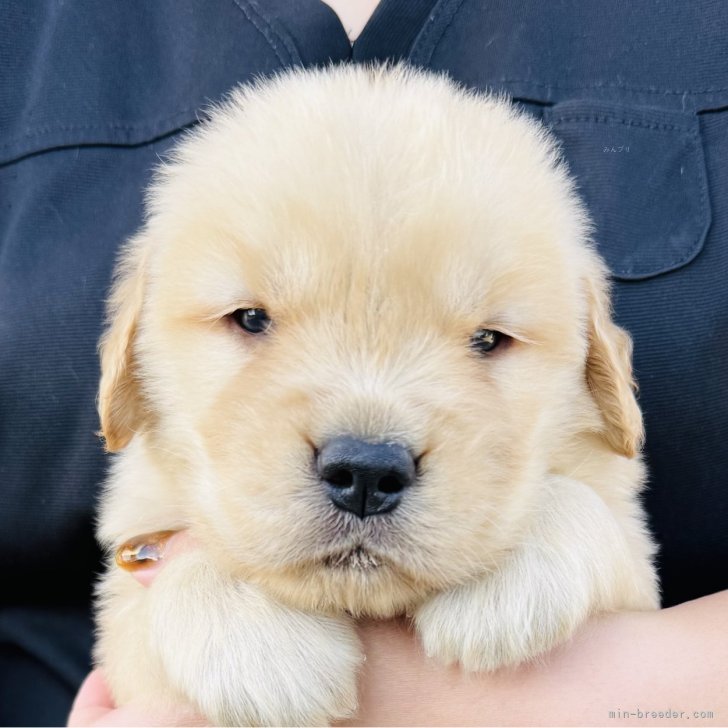 ブリーダー画像