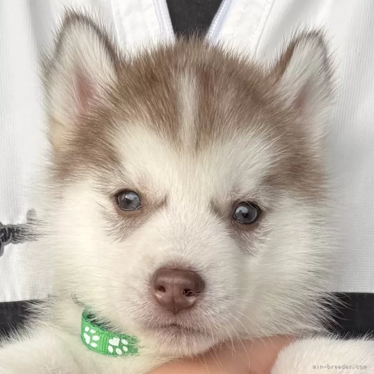 ID：2412-03437の子犬